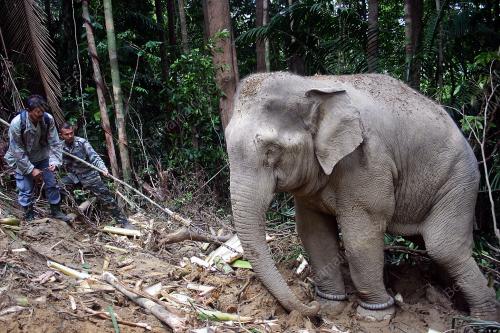 GAJAH LIAR