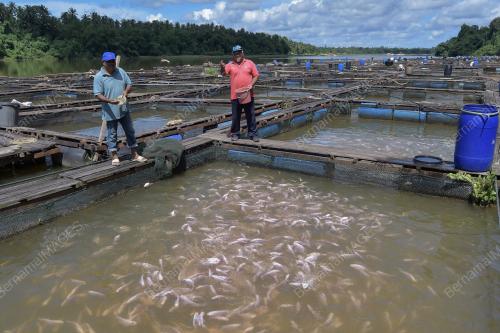 TR02_17102018_IKAN_SANGKAR_BN201808055000
