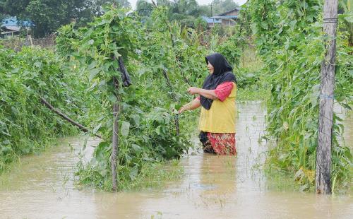 TR02_17112014_SAYUR_MUSNAH