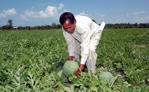 PERJANJIAN JUAL BELI TEMBIKAI