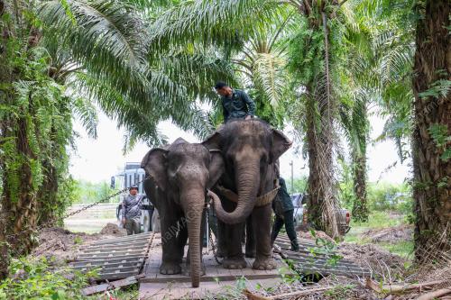 OPERASI PINDAH GAJAH