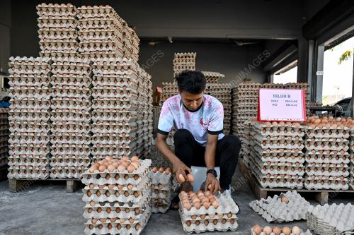 TINJAUAN TELUR AYAM