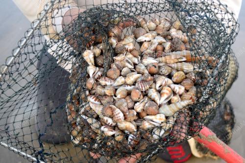 FENOMENA KERANG TERDAMPAR DI PANTAI