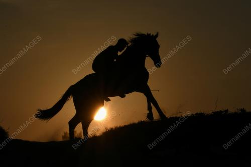 SILHOUETTE HORSE