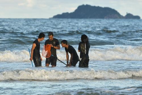 SIPUT LAUT MUSIM TENGKUJUH