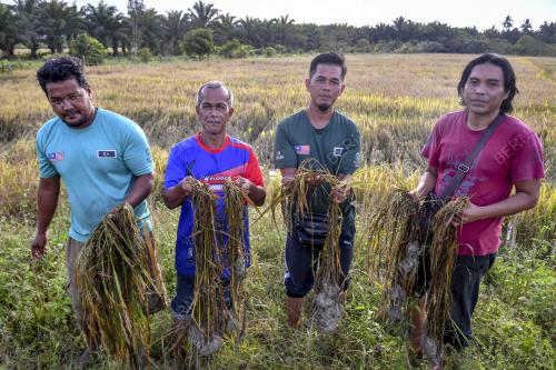 TANAMAN PADI ROSAK AKIBAT BANJIR