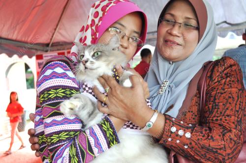 TR02_22122013_KUCING