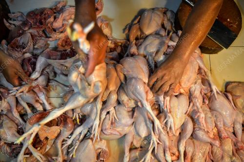 BEKALAN AYAM KURANG