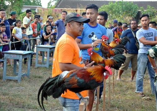 TR02_24042019_KOKOK_AYAM_HUTAN