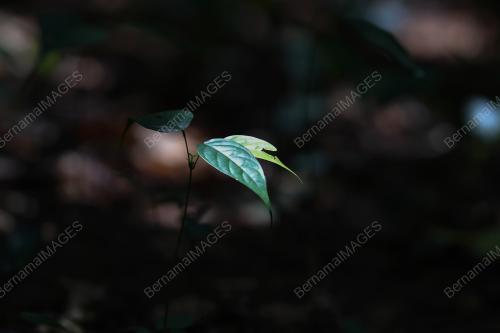 SHOREA KUANTANENSIS