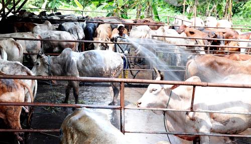 TR02_24102012_LEMBU_QURBAN