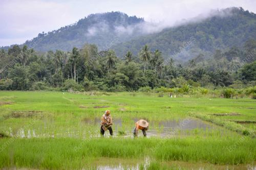 MENCEDUNG PADI