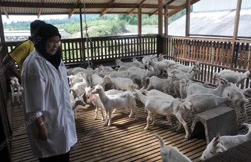 TR02_27102018_KAMBING