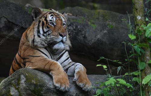 HARIMAU MALAYA