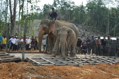 PINDAH GAJAH