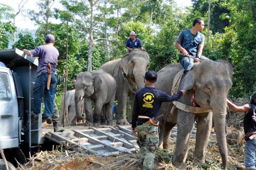 TR02_28072012_GAJAH