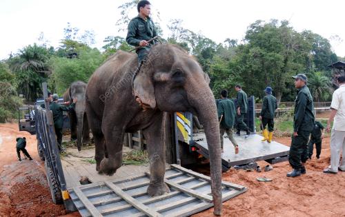 TR02_29012014_PINDAH_GAJAH