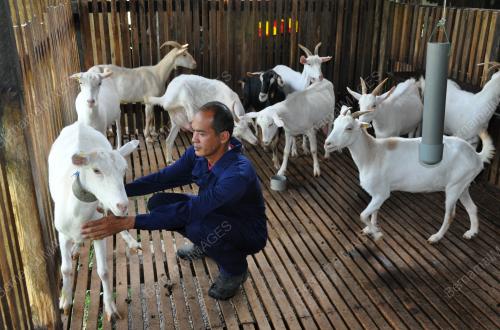 TR02_29082019_SUSU_KAMBING