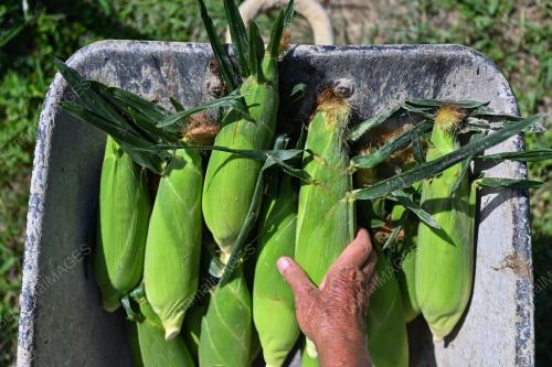 JAGUNG HYBRID