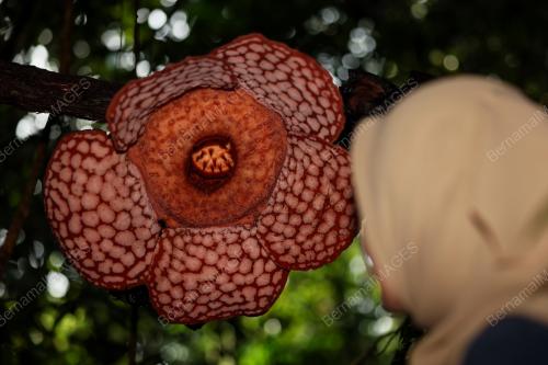 BUNGA PAKMA