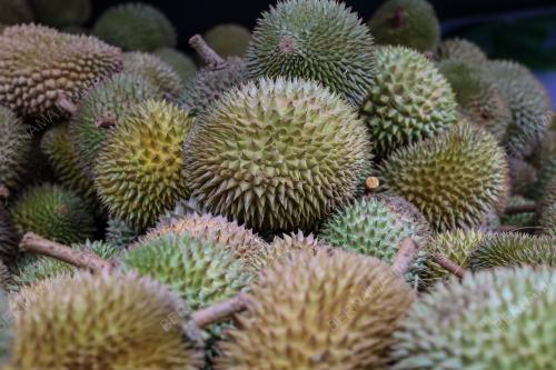 DURIAN FAMA