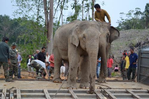 OPERASI PEMINDAHAN GAJAH