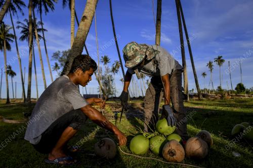 PEMETIK KELAPA
