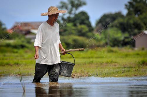 MENABUR BENIH PADI SECARA TRADISIONAL