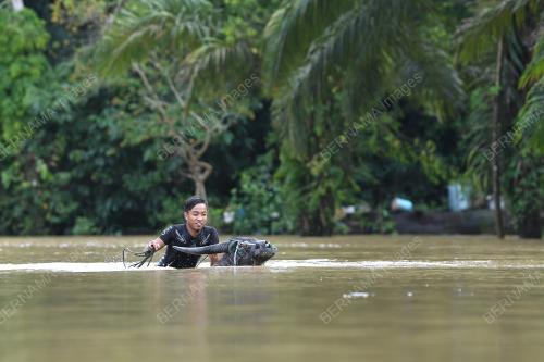 MANDI KERBAU DALAM BANJIR