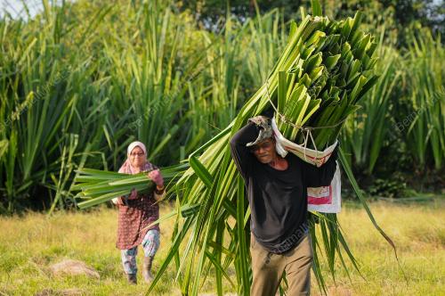 MENCARI DAUN MENGKUANG