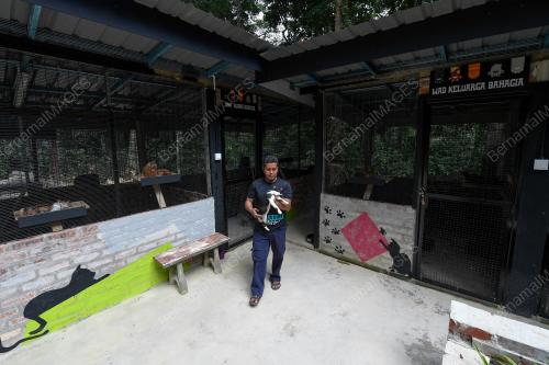 TAMAN KUCING DUNGUN