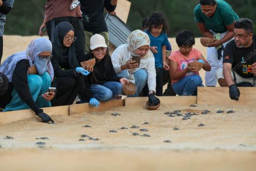 PELEPASAN ANAK PENYU