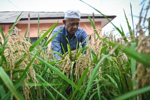 TANAMAN PADI DI PERKARANGAN RUMAH