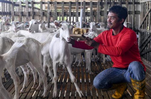 PENTERNAK KAMBING