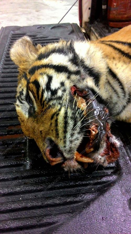 TR03_06022016_HARIMAU_MATI