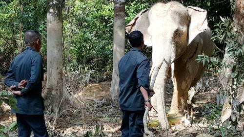 TR03_06042016_PINDAH_GAJAH