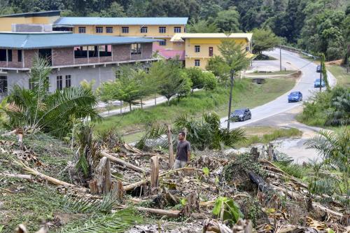 TANAMAN ROSAK ANGKARA GAJAH LIAR