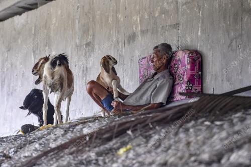 BAWAH JAMBATAN JADI TEDUHAN 4 EKOR KAMBING