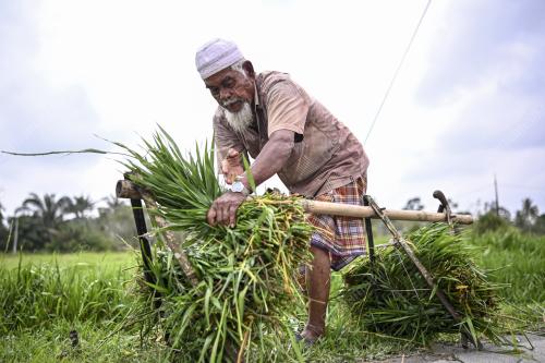 TRADISI LAMA MENCERUT RUMPUT
