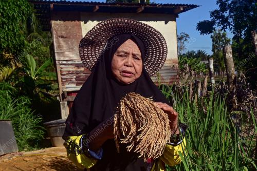 TANAMAN PADI