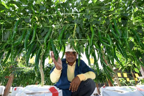 TR03_07112019_POKOK_CILI_BN201911066685