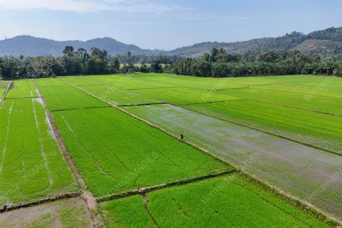 PESAWAH