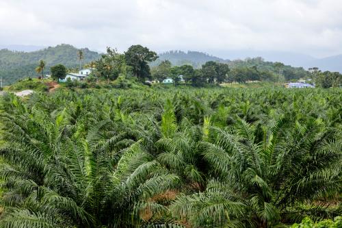 TERENGGANU_FGV