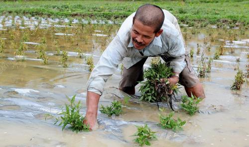 TR03_09122012_TANAM_KESOM