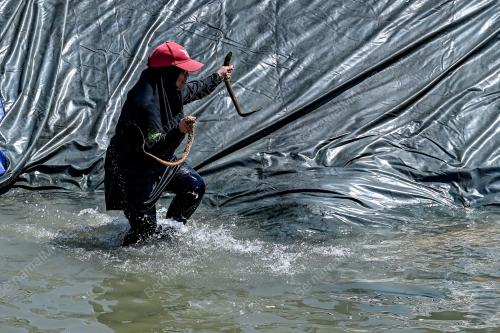 TEMASYA TRANUNG KITE 2024