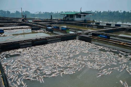 TR03_10092019_IKAN_SANGKAR