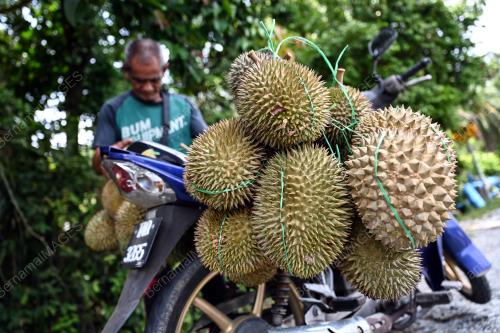 DURIAN KAMPUNG TERENGGANU