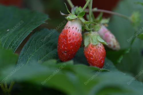 STRAWBERI TERENGGANU