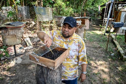 MADU KELULUT BUKIT