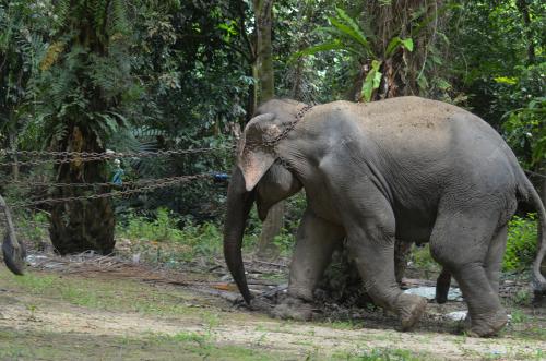 PINDAH GAJAH